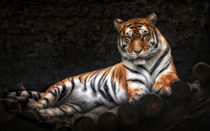тигр полосы хищник бревна