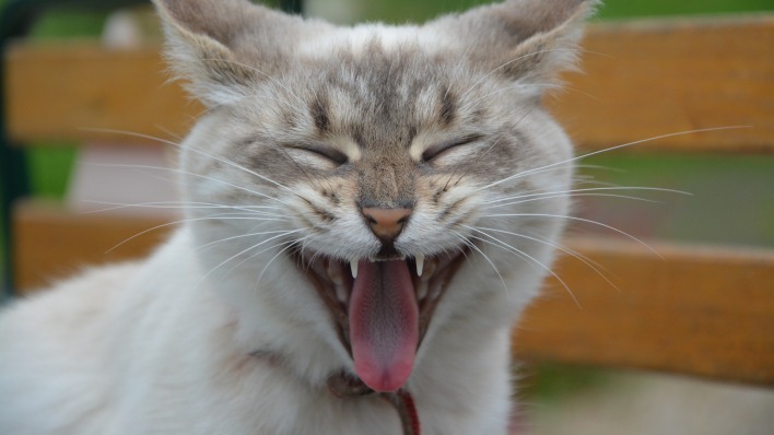 кот гримаса язык мордочка