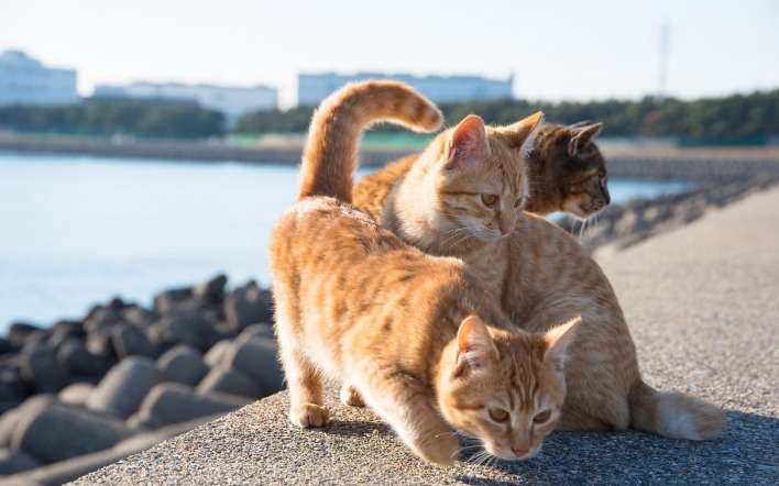 кошки камни озеро