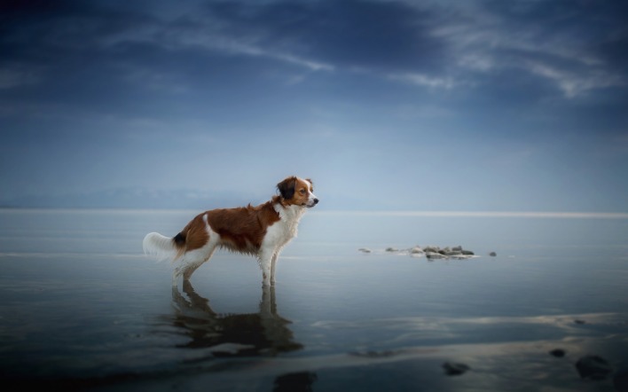 собака отмель море