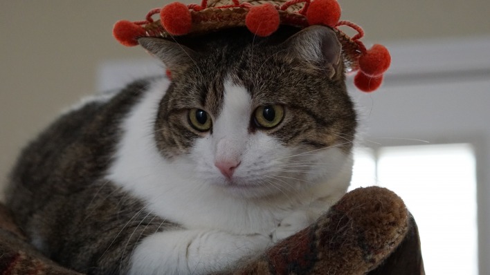 кошка плетеная тарелка ягоды