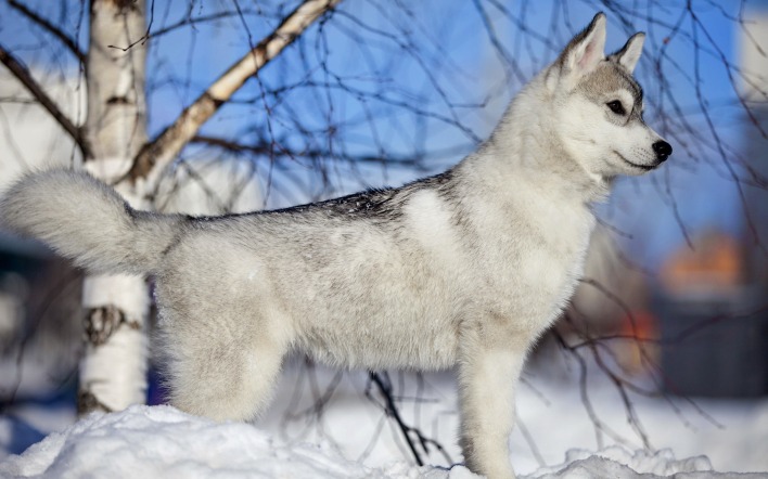 волк береза снег ветки