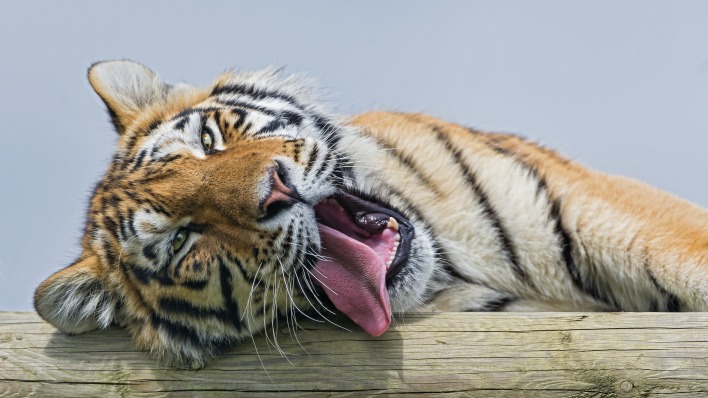 тигр лежит язык