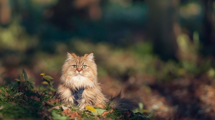 кот пушистый на земле трава листья