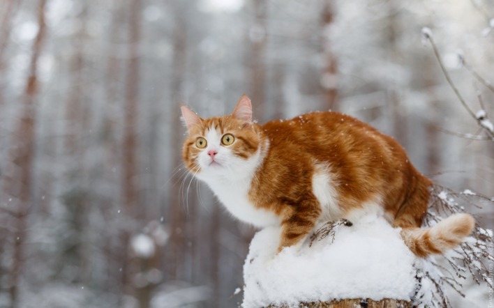 кот рыжий снег лес