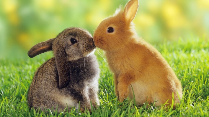 кролики милые поцелуй трава