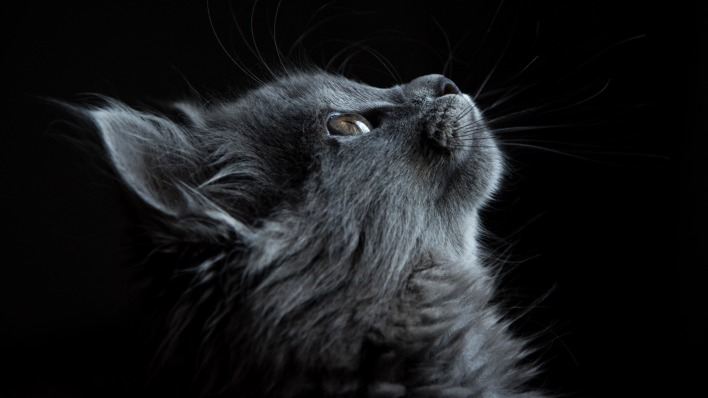 кот серый темный фон морда шерсть