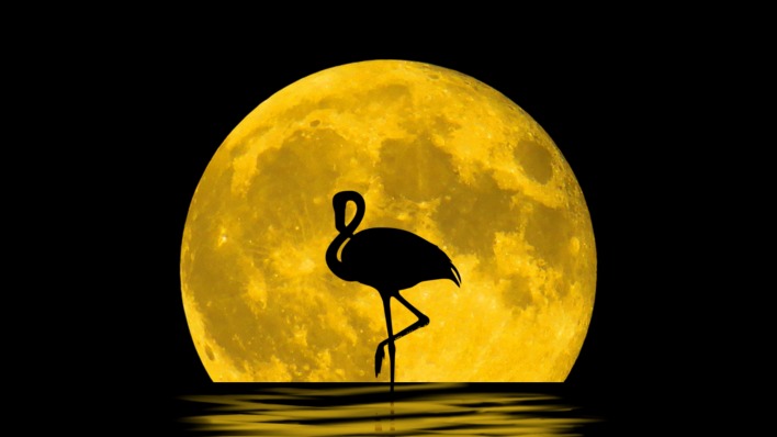 фламинго луна силуэт отражение