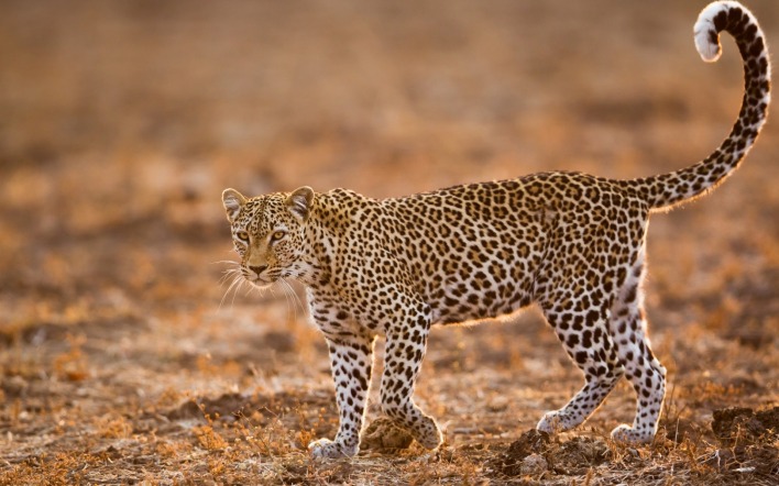 леопард хищник пятнистый