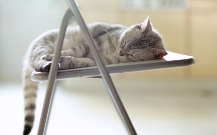 котенок спит стул дымчатый