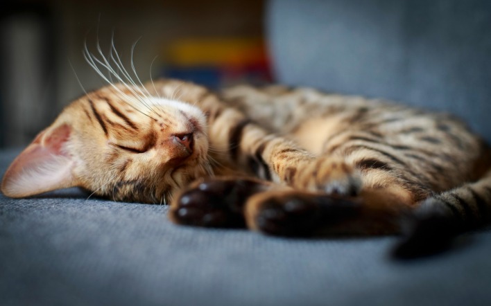 кот спит полосатый усы