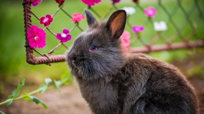 кролик забор сетка цветение