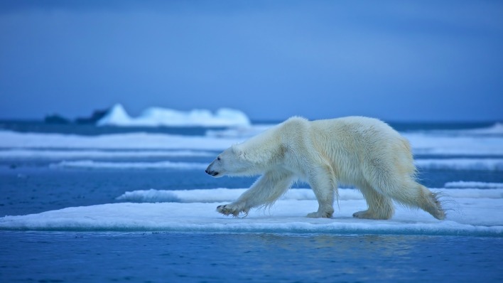 медведь льдина белый полюс