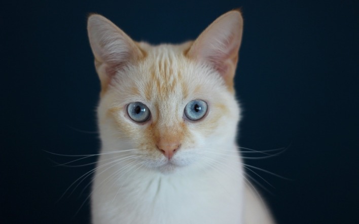 кот голубые глаза белый