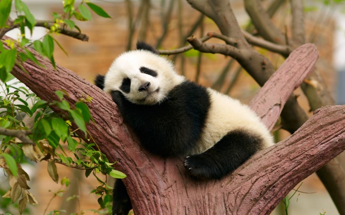 панда дерево спит