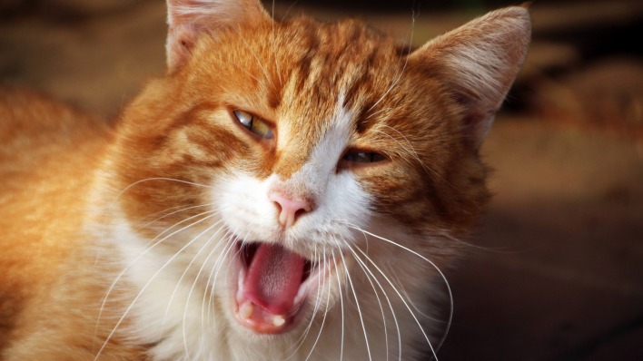 кот зевающий рот язык