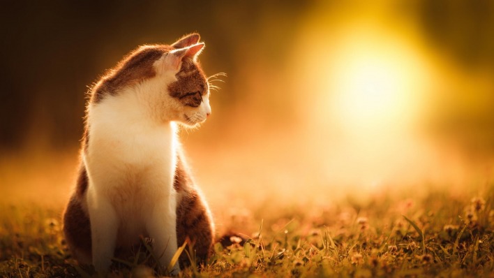 кот закат солнце лучи трава