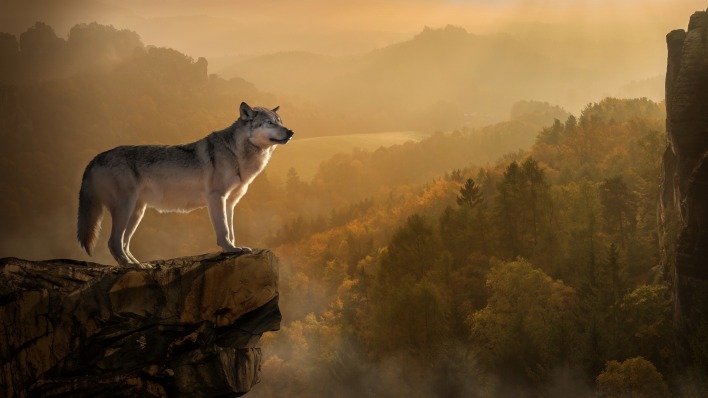 волк скала высота туман