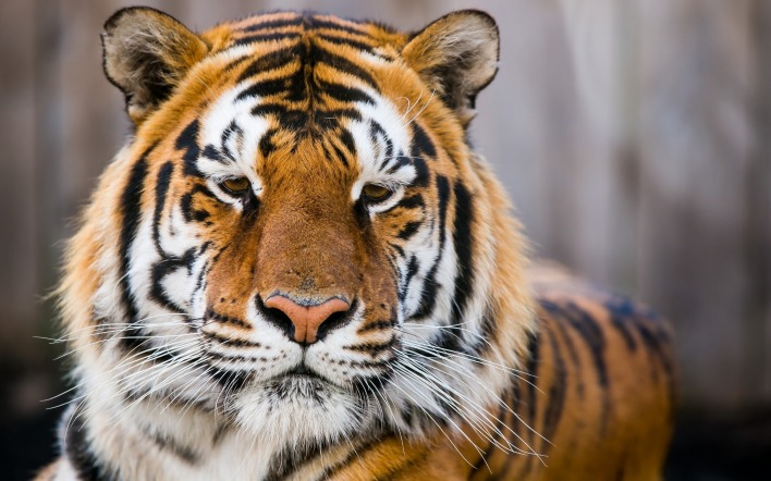 тигр морда взгляд усы
