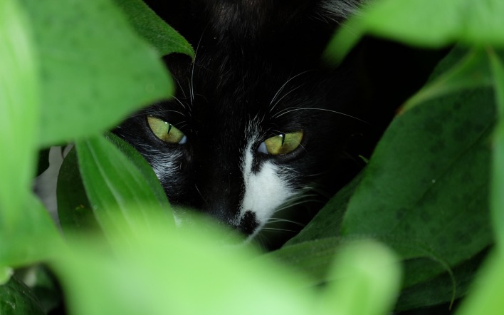 кот черный глаза трава листья