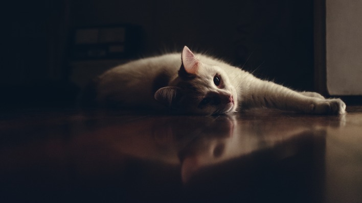 кот белый лежит на полу