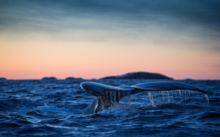 кит плавник хвост волны океан