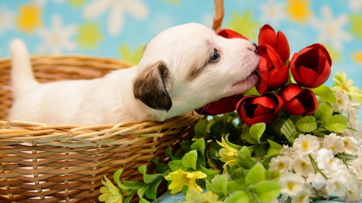 щенок корзинка розы цветы