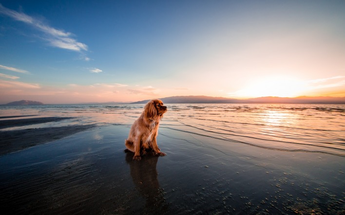 собака море прилив закат