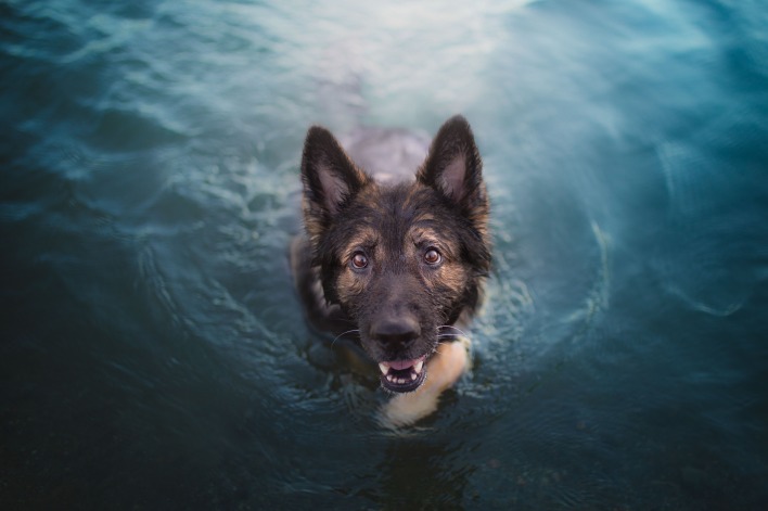 собака в воде морда уши глаза