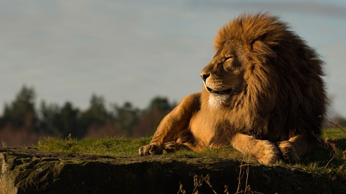 лев лежит царь зверей грива утес