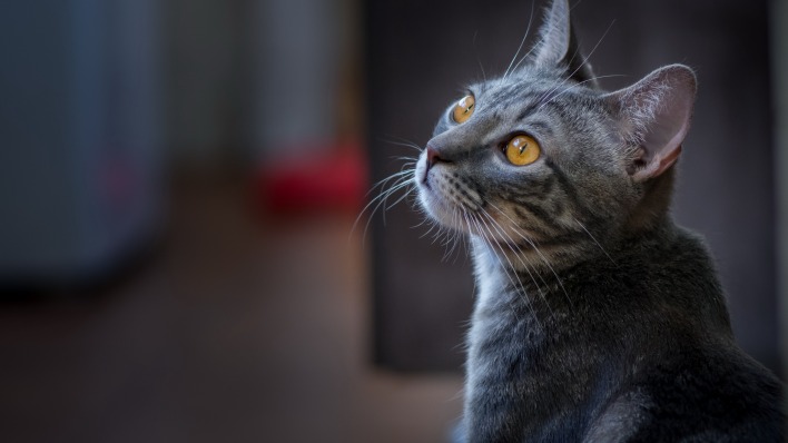 кот дымчатый серый взгляд мордочка