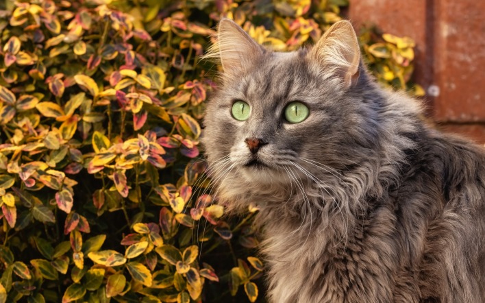 кот пушистый серый зеленые глаза шерсть