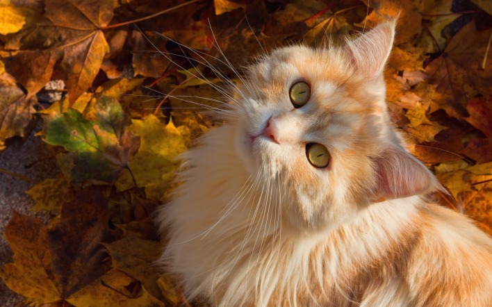 кот рыжий осенние листья осень