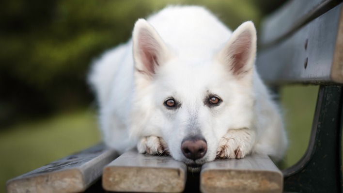 собака белый пес на лавке