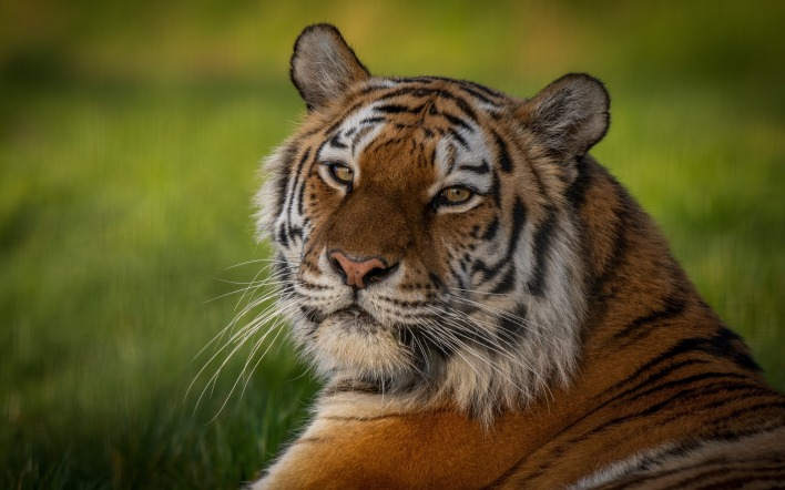 тигр морда на траве