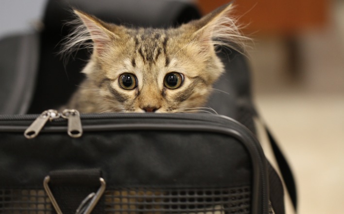 кот сумка взгляд удивленный