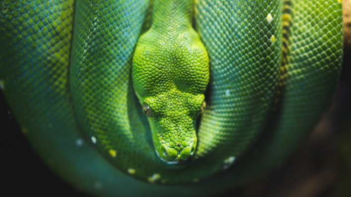 змея зеленый рептилия