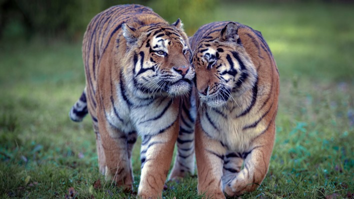 тигр хищник на траве