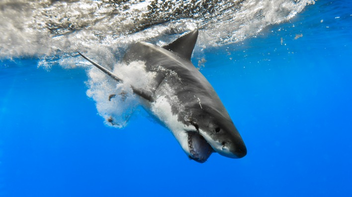 акула океан волна глубина