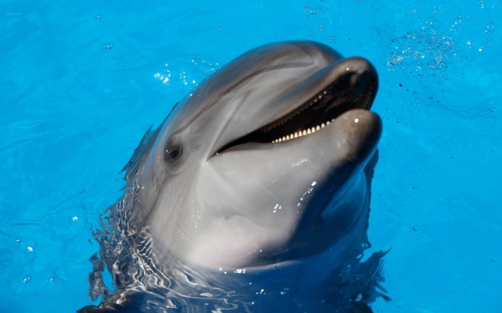 дельфин вода бассейн