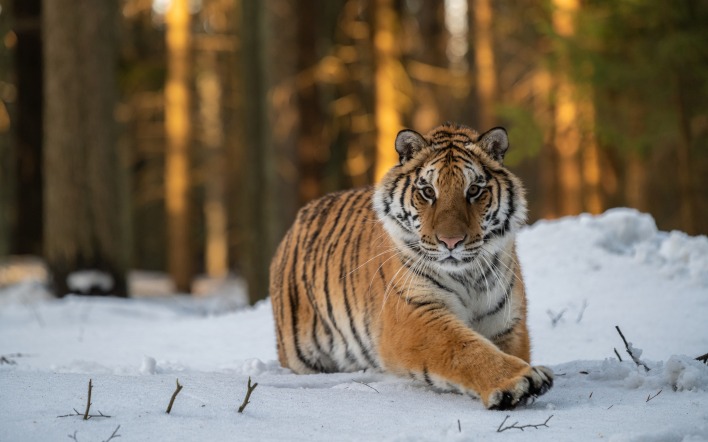 тигр лес зима снег