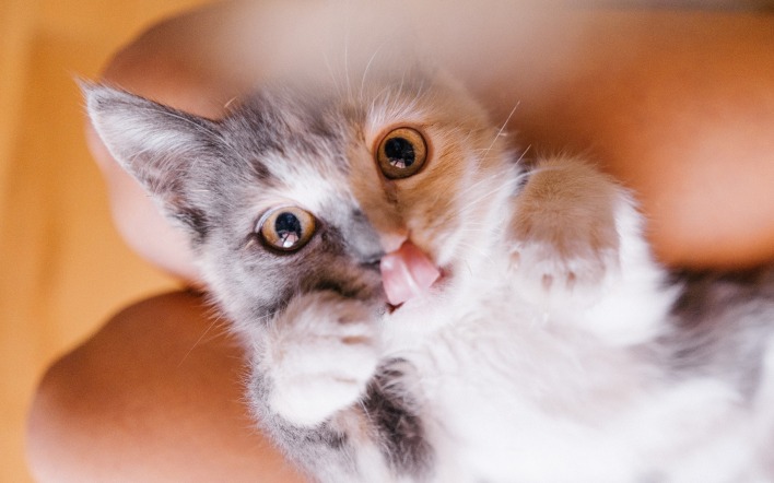 котенок игривый лежит язык
