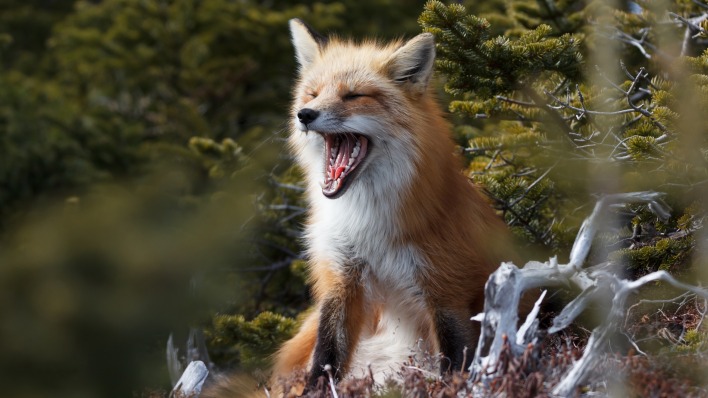лиса зевает лес