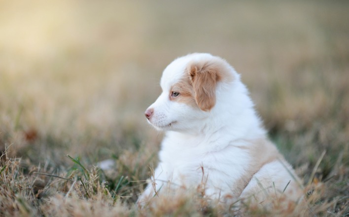 собака щенок в траве сидит