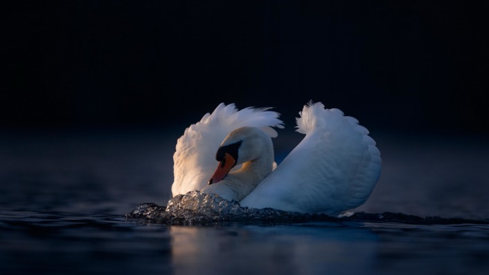 лебедь водоем птица