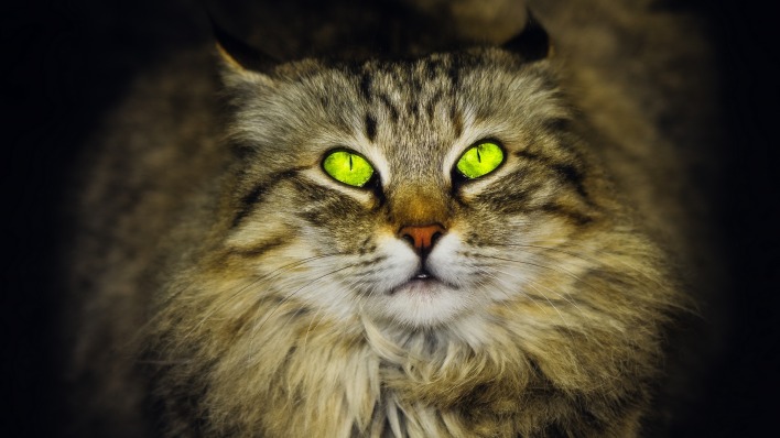 кот зеленые глаза пушистый