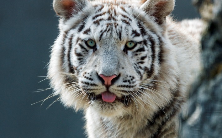 белый тигр морда хищник зверь язык