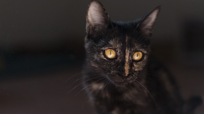 котенок черный уши взгляд карие глаза