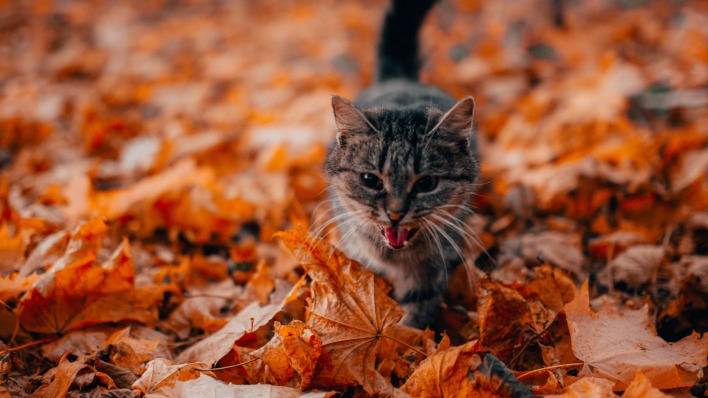 кот листья осень