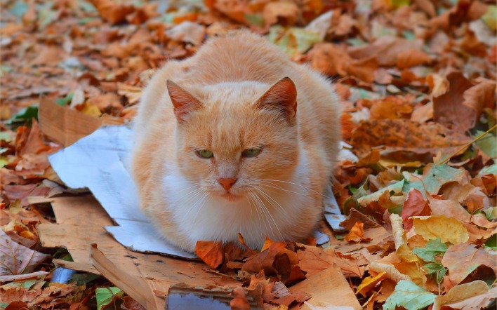 кот рыжий листья осень